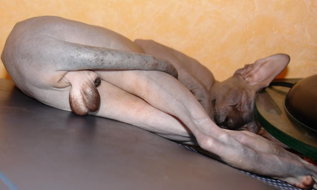 Теперь Васька вырос донский сфинксы, ноги, яйца, don sphynx