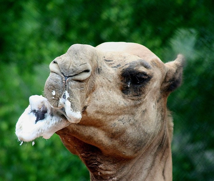 Colgate 