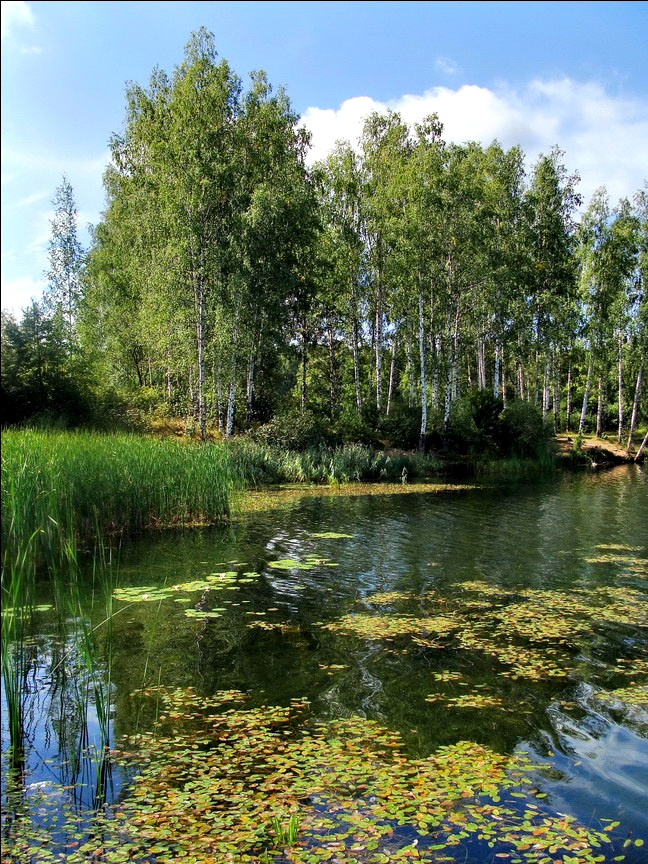 Край озера. ---