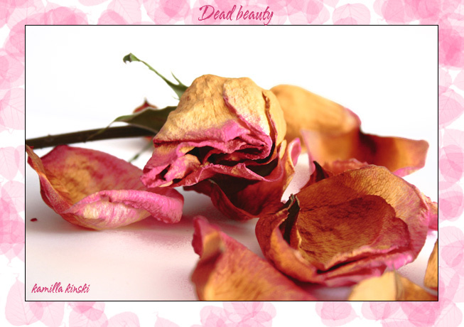Dead Beauty розы, мертвые розы, цветы, засохшие цветы