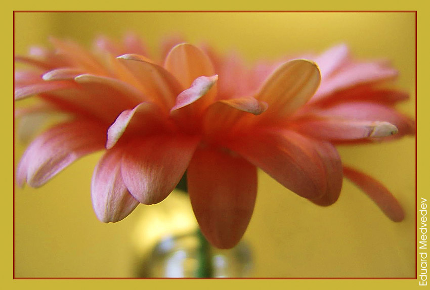 Flower... Flower