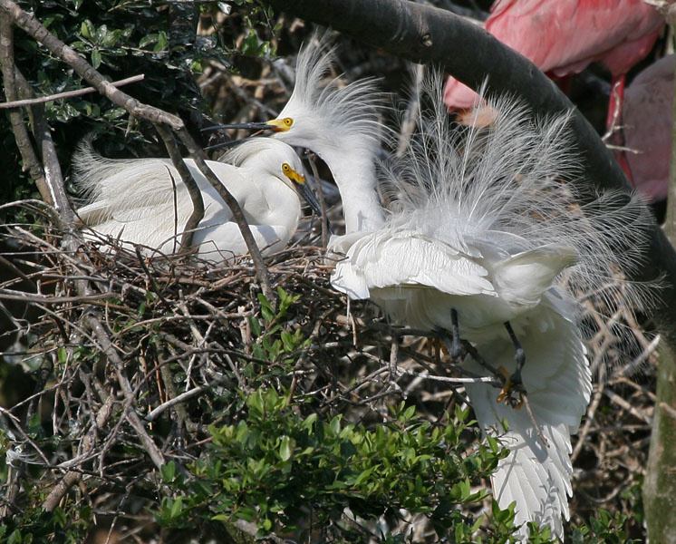 Про нежность птицы, снежная, цапля, snowy egret, Texas