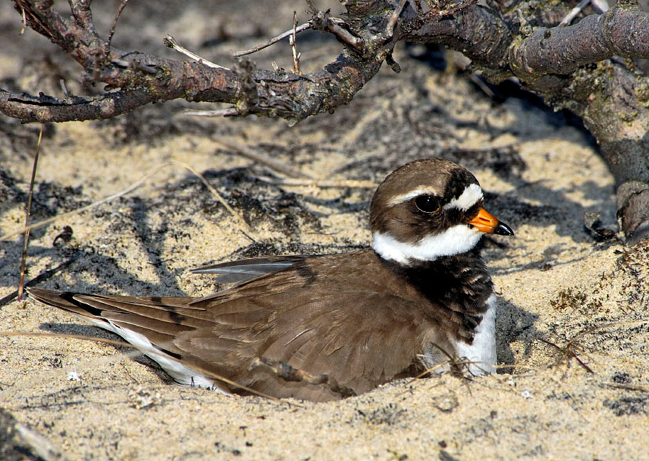 Под крышей дома своего Галстучник, Charadrius hiaticula, Ringed Plover, Tobseda, Barents Sea, Arctic