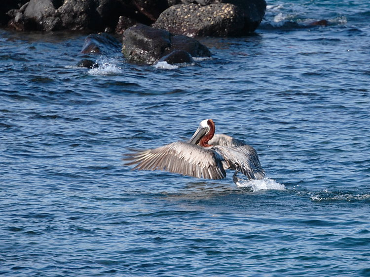 Приводнение Pelicanus occidentalis Галапагосы пеликан