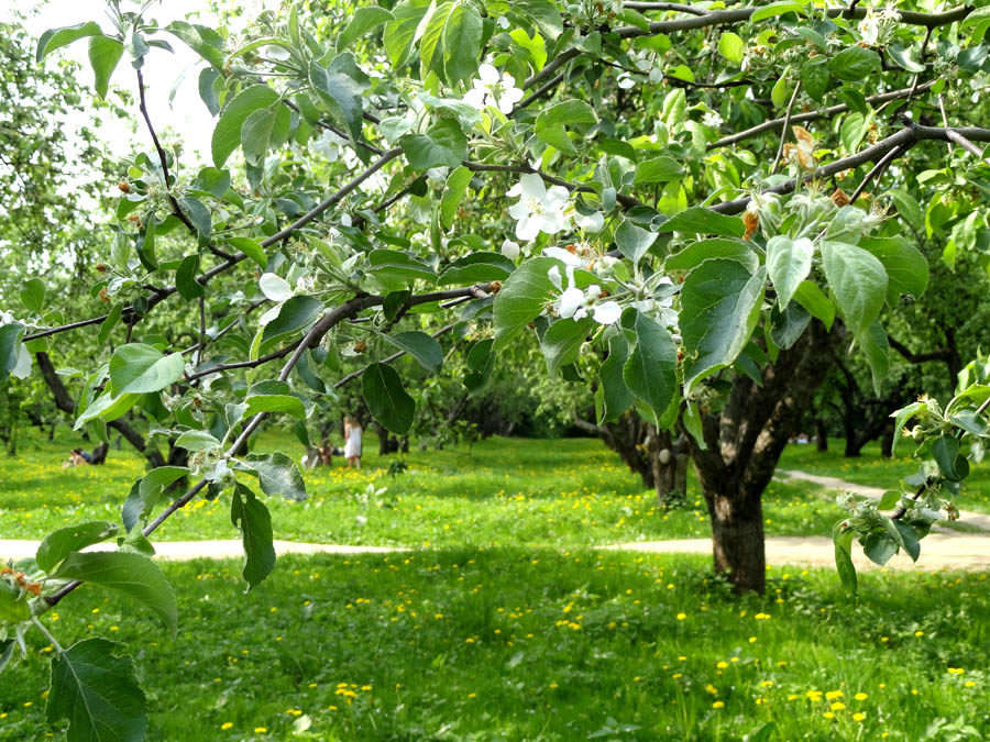 Весна 