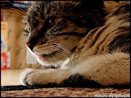 Кот 