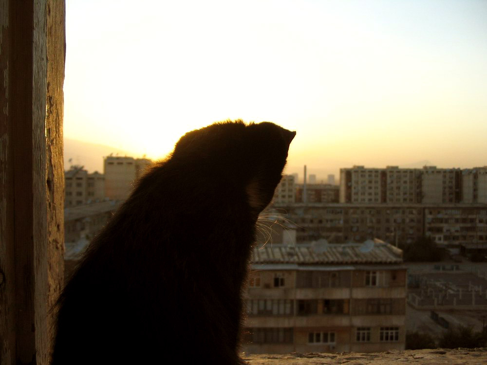 Котик кот закат