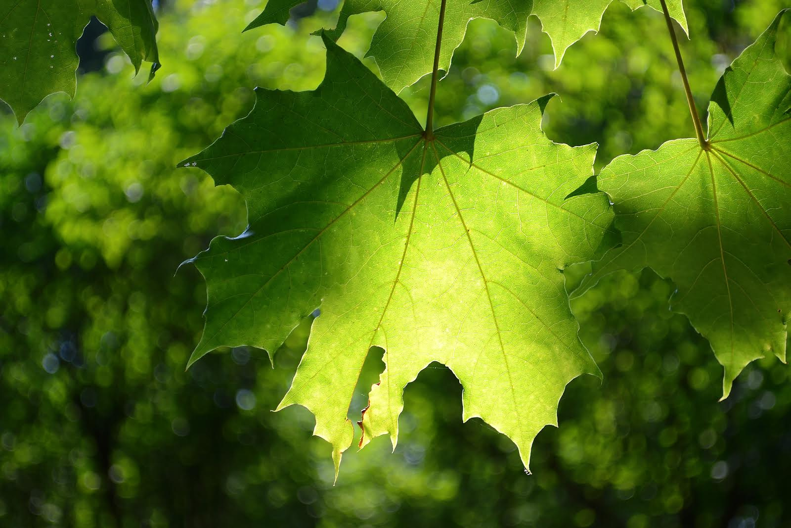 Green on green 
