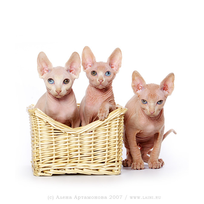 инопланетяне :) котята канадский сфинкс