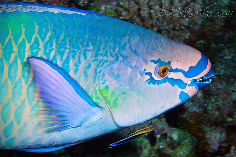 Body Art рыба попугай Мальдивы body art parrot fish Maldives anion