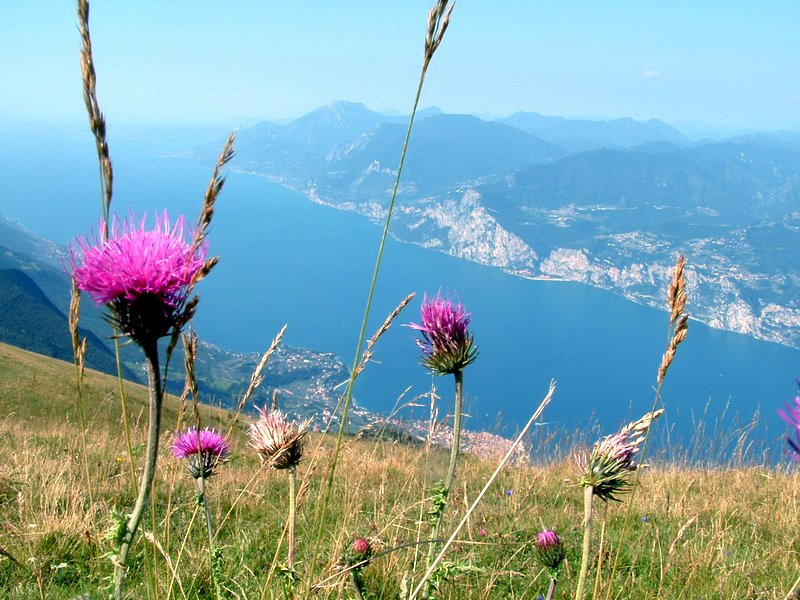... на вершине Monte Baldo. Italy Италия Dolomite  lago di Garda Гарда озеро Monte Baldo альпийские травы