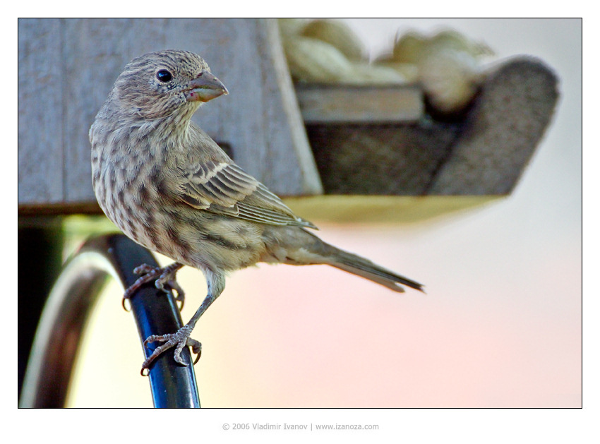 Зяблик зяблик house finch Maryland US