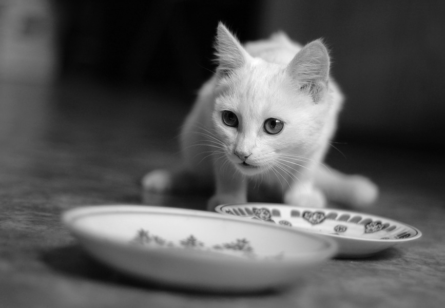 мышь кошка мышка