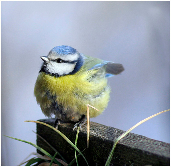 Parus caeruleus Parus caeruleus