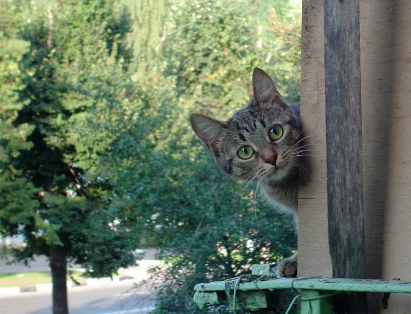 любопытный глаза, кот, cat, летний день, из окна, взгляд