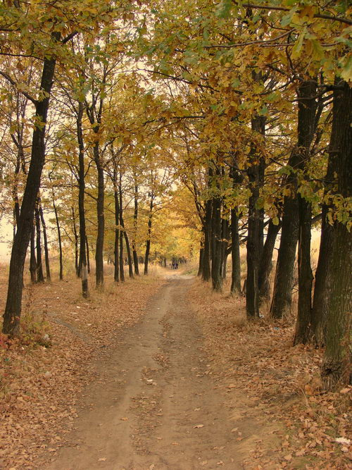 Золотая осень Осень, природа, пейзаж