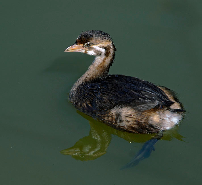 Подросток Карликовая поганка, Podilymbus podiceps, Лагуна Малибу, Pied-billed Grebe, Malibu Lagoon, California