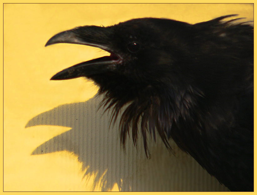 Весна-а-а-а-а!!!!! Ворон, Corvus corax