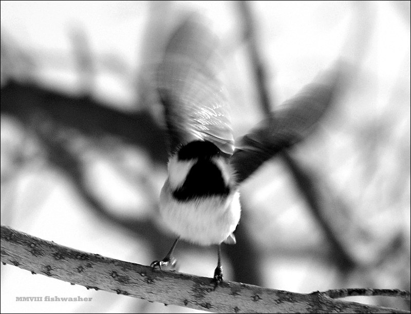 chickadee chickadee bird