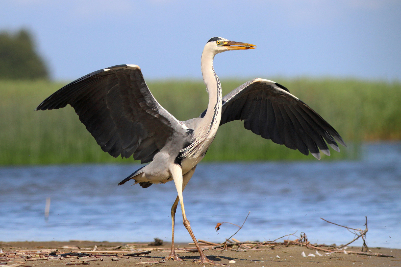 Вот такую рыбу в прошлый раз поймал! Серая цапля Ardea cinerea Grey heron