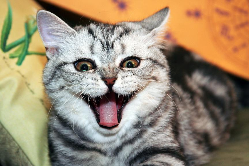 МЕНЯ СНИМАТЬ?!? кот клыки пасть