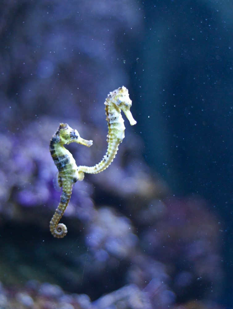 Морские коньки Морской конёк, аквариум, seahorse, aquarium