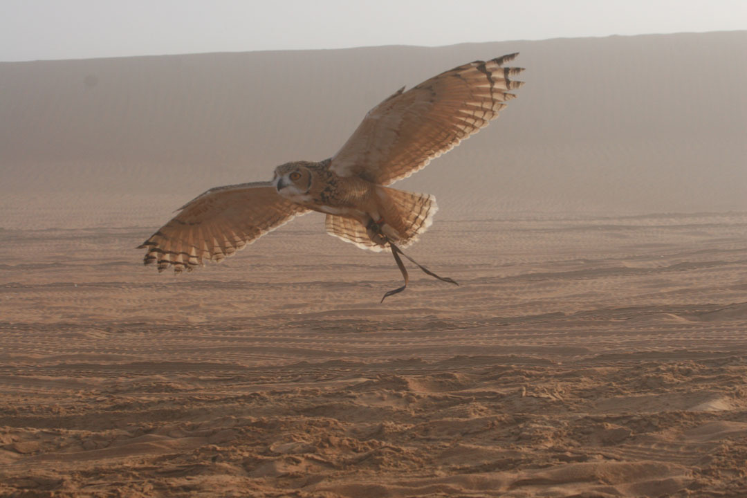 Foggy owl сова туман