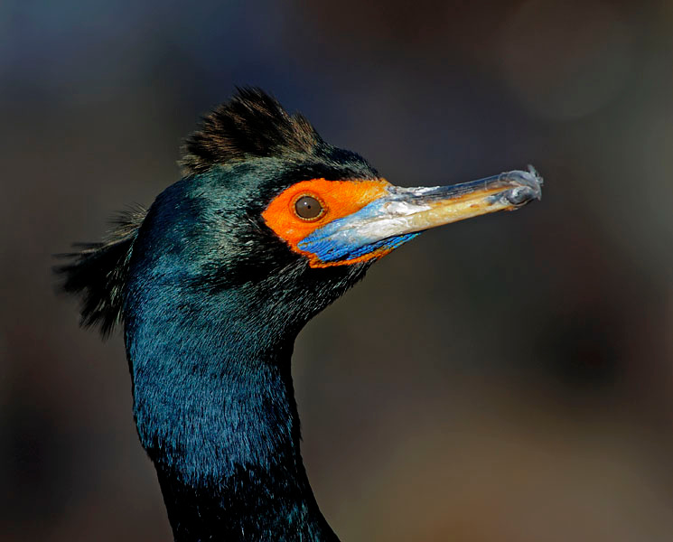 Портрет незнакомца в маске Краснолицый баклан, Phalacrocorax urile, Остров Св. Георгия, о-ва Прибылова, Red-faced Cormorant, St. George Island, the Pribilofs, Bering Sea, Alaska