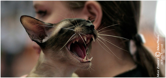 The BeASt... ***