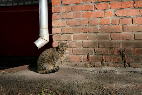 ...... кот, животные