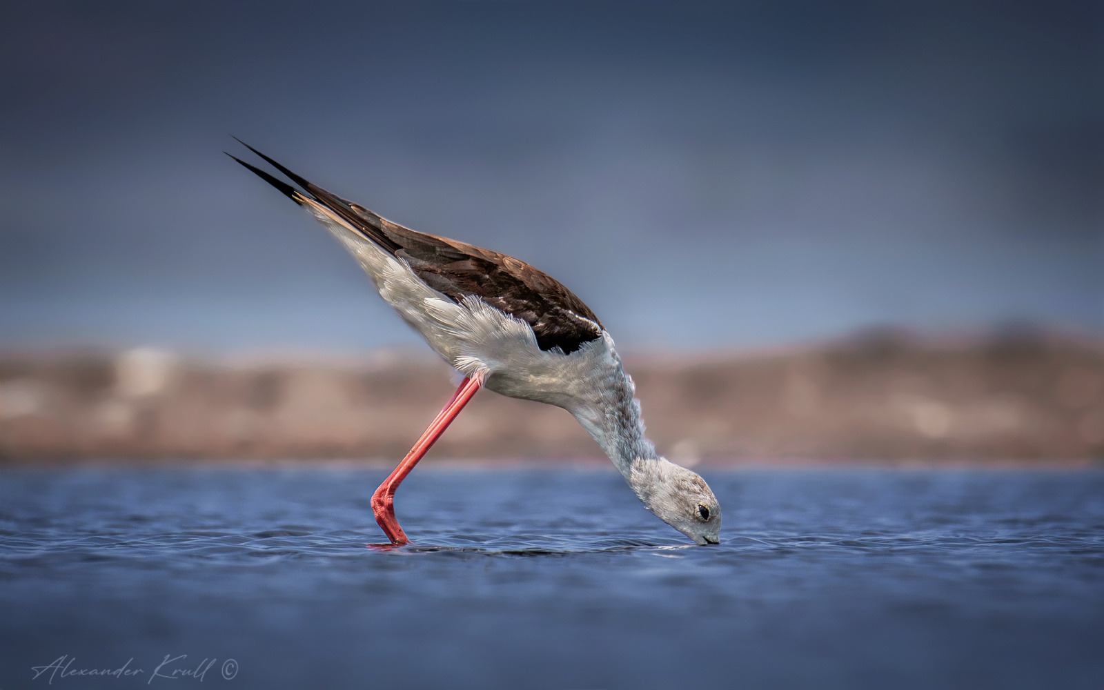 Пить! кулик ходулочник himantopus