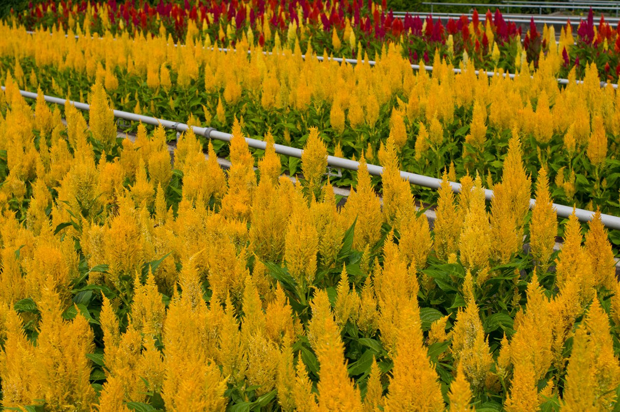 Flowerbed flower