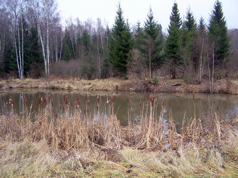 декабрь 2006 декабрь 2006 дачный прудик
