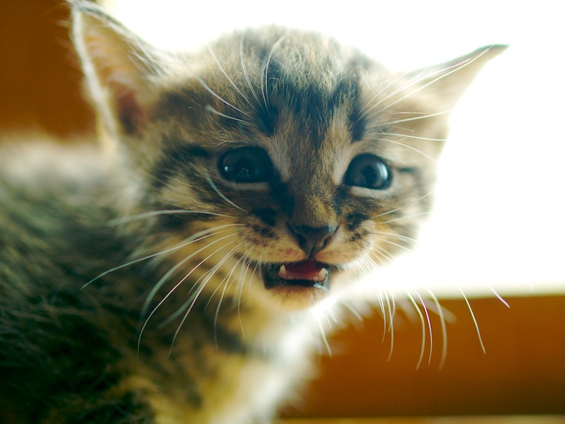 Мама, только не папарацци! кошка котёнок