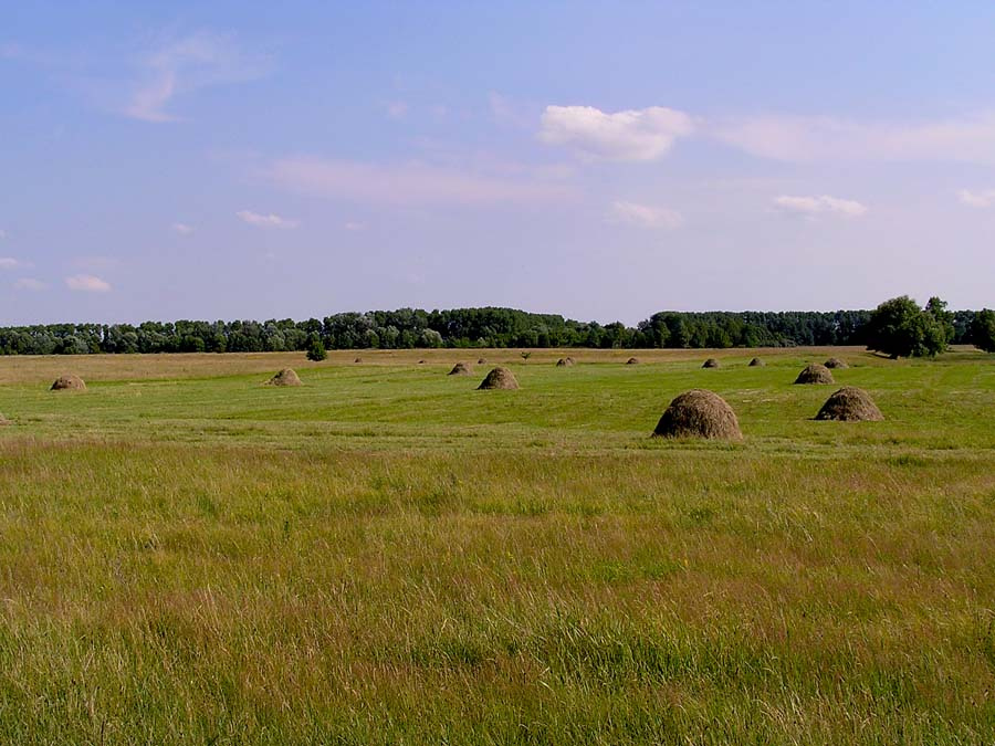 Сенокос лето сено сенокос копна
