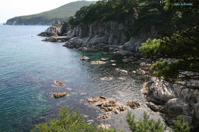 Сосновая бухта море бухта скалы сосны