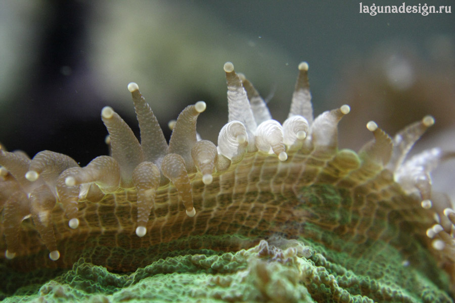 Scalimia кораллы, морской аквариум