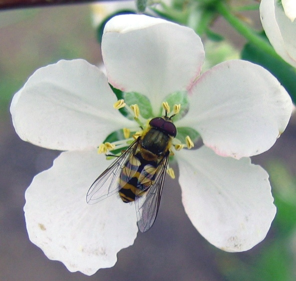 Insect насекомое весна макро