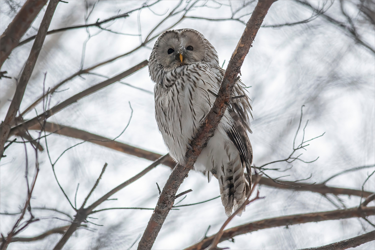 * Птица Сова Неясыть Длиннохвостая Strix uralensis Фотоохота Природа Южный Урал