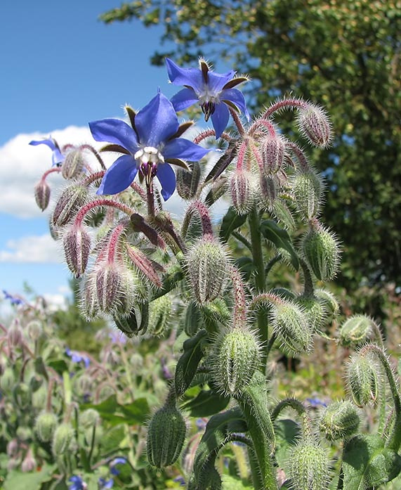 Borago officinalis Borago officinalis