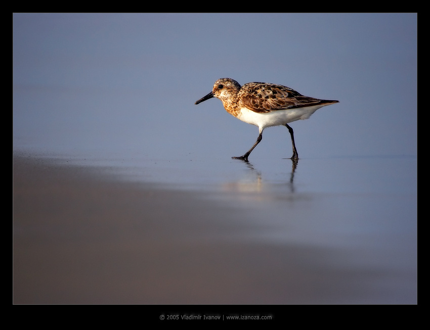 Вечерний променад песчанка sanderling Maryland US