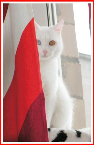 cat cat