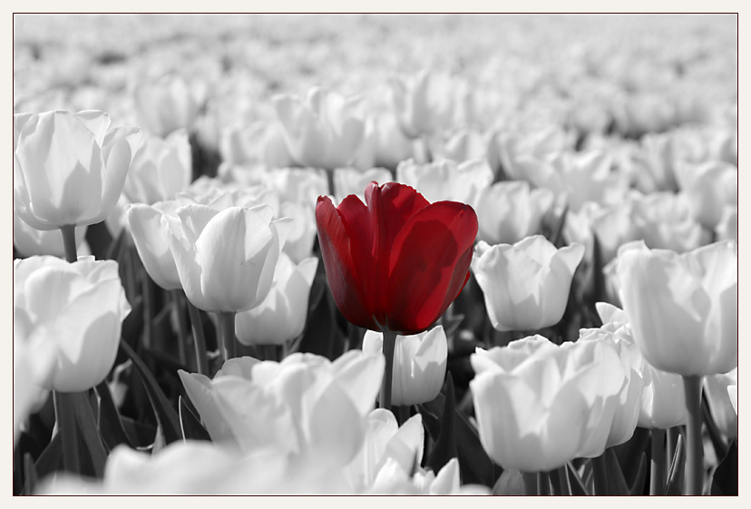 red on white цветы