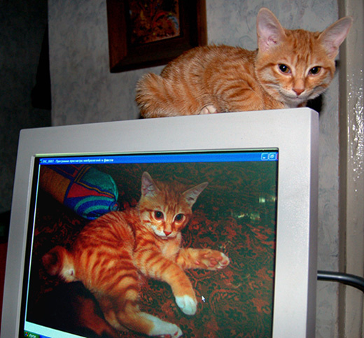 звезда экрана_1 кошка кот