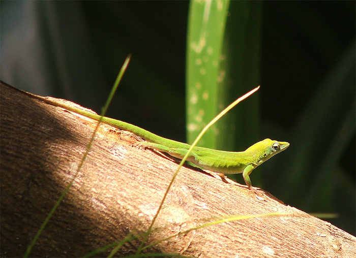 carolinensis carolinensis