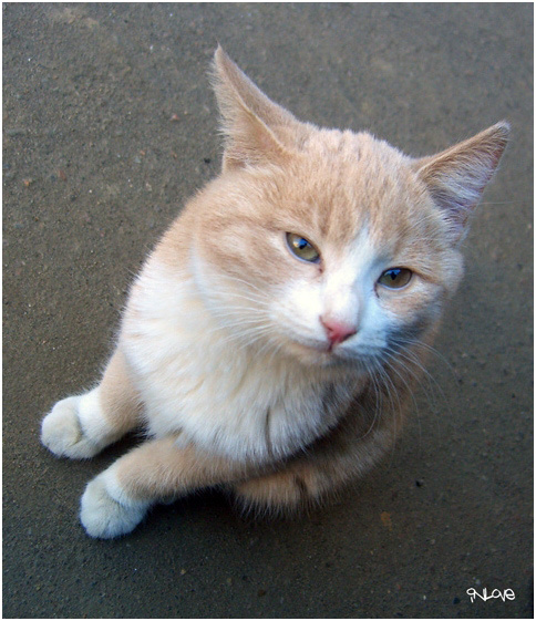 Тимофей Кот