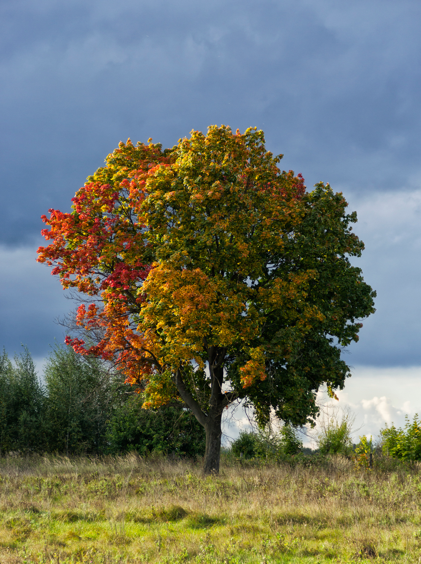 three color осень