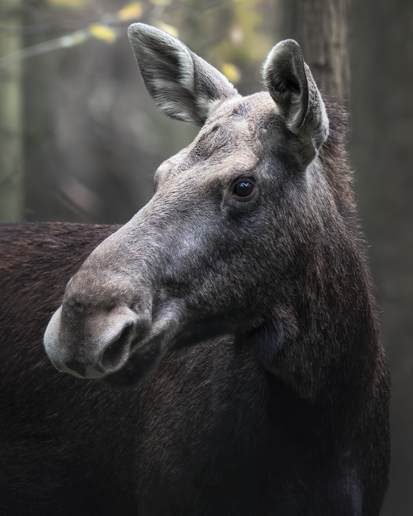 Европейский лось (Alces alces) 