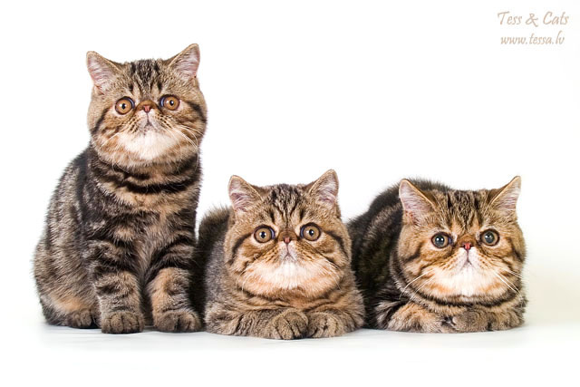Стайка Гарфилдов котята экзоты