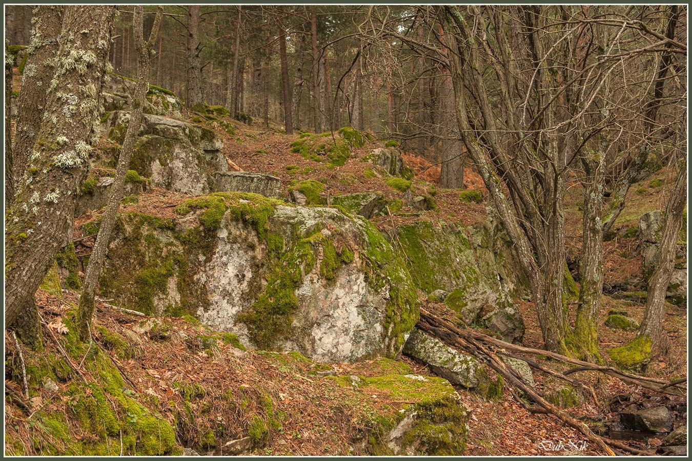 Спящие камни-4 Лес. Камни.